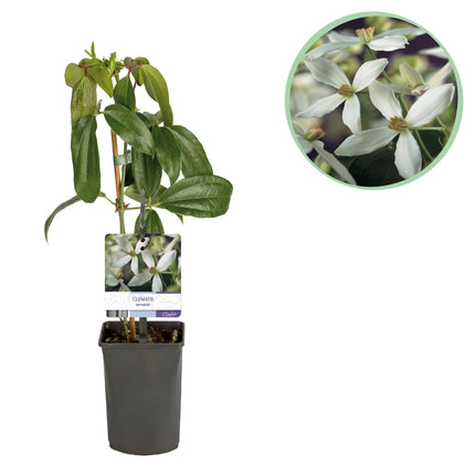 Kletterpflanze – Clematis armandii – Weiße Blüten – Immergrün – Duftend – 11cm – Höhe 40cm – Frühblüher – Pflegeleicht