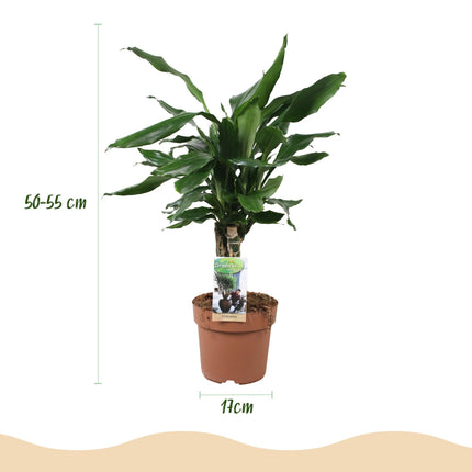 Dracaena fragrans Steudneri – 50-55cm – 17cm – Pflegeleichter Drachenbaum – Grüne Zimmerpflanze für Wohnzimmer, Büro & Schlafzimmer