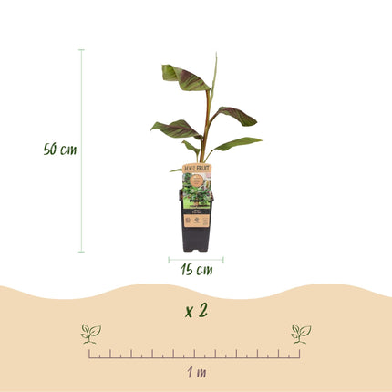 Bananenpflanze – Japanische Faserbanane – Musa Ever Red – Obstpflanze – Winterhart – 2 Pflanzen – 15cm – Höhe ca. 50cm
