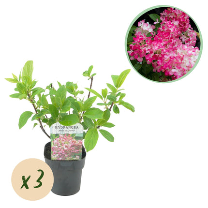 Rispenhortensie – Hydrangea panniculata Pink Diamond – Blüte Weiß-Rosa – 3 Pflanzen für 1m² – Laubabwerfend – Große Blüten – 17cm – Höhe ca. 50cm
