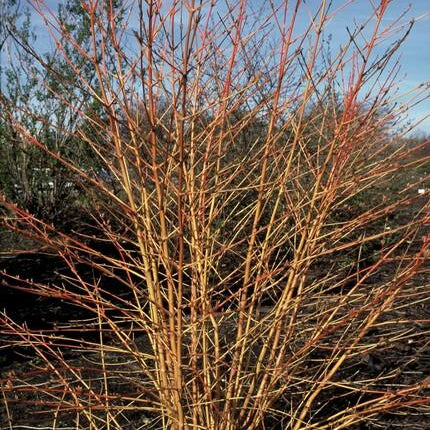 Roter Hartriegel Cornus sanguinea 'Anny's Winter Orange' – ↕10-25cm – Ø9cm – 60 Pflanzen – Winterharter Strauch für Beete & Solitärpflanzung