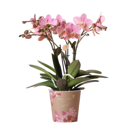 Phalaenopsis Orchidee „Jewel Treviso“ – Altrosa – Zimmerpflanze Ø12cm – Mit 4 Blütentrieben – Blickfang für Wohnzimmer, Küche & Büro