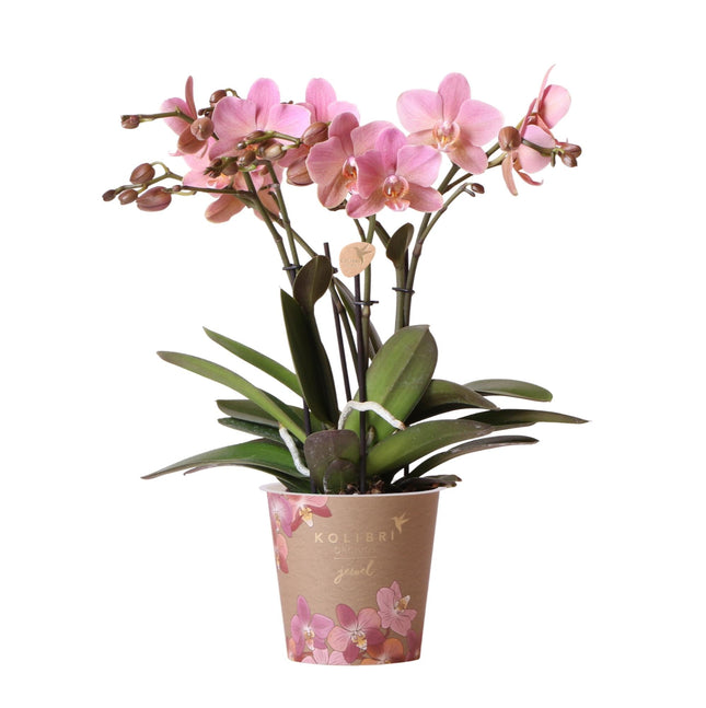 Phalaenopsis Orchidee „Jewel Treviso“ – Altrosa – Zimmerpflanze Ø12cm – Mit 4 Blütentrieben – Blickfang für Wohnzimmer, Küche & Büro