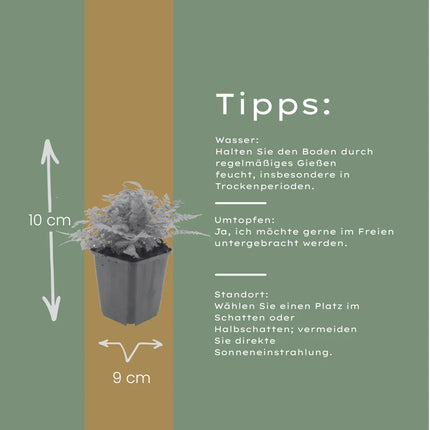Dryopteris filix-mas – 48 Pflanzen Männerfarn Wurmfarn – 10-25cm – Ø9cm – Winterharter Gartenfarn für Schatten & Halbschatten – Zierfarn für Unterpflanzung