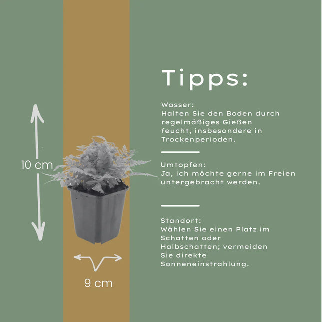 Dryopteris filix-mas – 48 Pflanzen Männerfarn Wurmfarn – 10-25cm – Ø9cm – Winterharter Gartenfarn für Schatten & Halbschatten – Zierfarn für Unterpflanzung