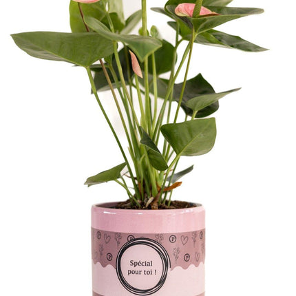 Anthurium Pink (Spirit) in SPECIAL POUR TOI Topf – Ø12cm ↕45cm – Edle Flamingoblume mit pinken Blüten