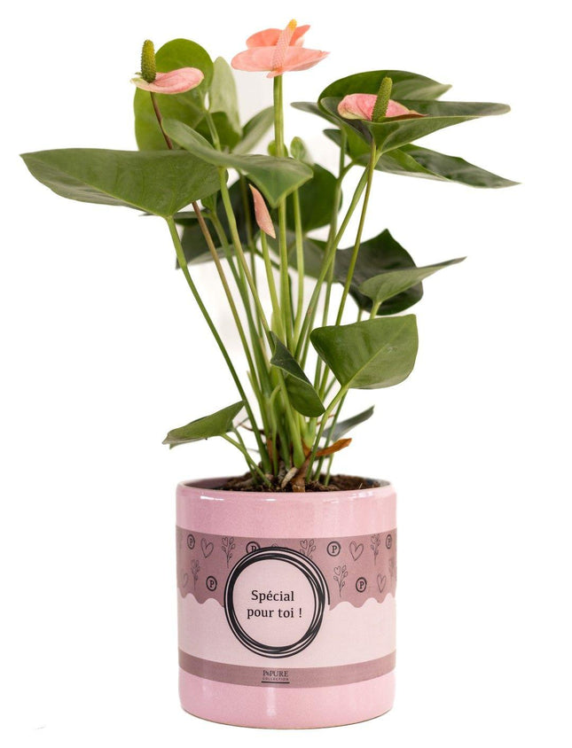Anthurium Pink (Spirit) in SPECIAL POUR TOI Topf – Ø12cm ↕45cm – Edle Flamingoblume mit pinken Blüten