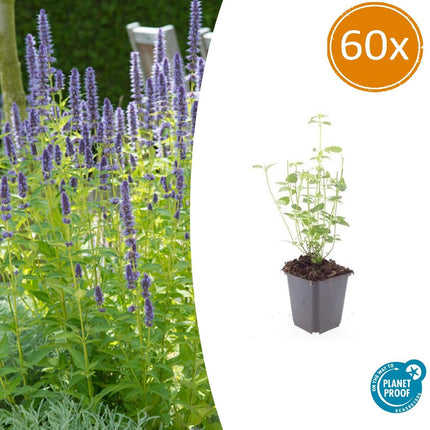Asiatische Duftnessel – Agastache 'Black Adder' – 60 Pflanzen – Dunkelviolette Blüten & aromatisches Laub – Bienenfreundlich, winterhart & pflegeleicht – Höhe 10-25cm
