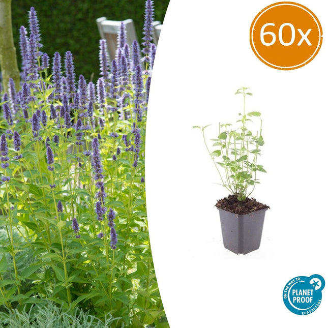 Asiatische Duftnessel – Agastache 'Black Adder' – 60 Pflanzen – Dunkelviolette Blüten & aromatisches Laub – Bienenfreundlich, winterhart & pflegeleicht – Höhe 10-25cm