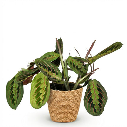 Maranta Fascinator Tricolour Gebetsblatt – Zimmerpflanze im Korb Ø12cm Höhe25cm – Haustierfreundliche Grünpflanze – Pflegeleicht – für Zimmer & Büro