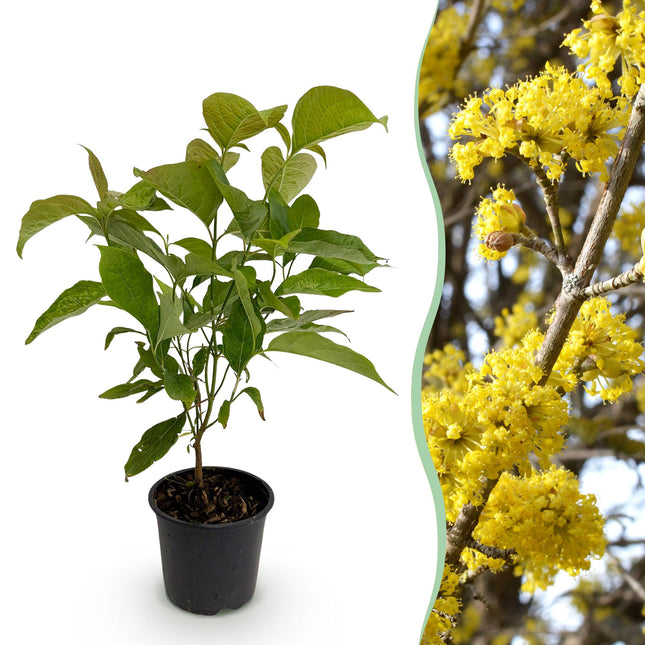 Cornus mas – 12cm – Höhe ca. 35cm – Gelbe Frühjahrsblüte & dunkelgrünes Laub – Laubabwerfender pflegeleichte Kornelkirsche für Beet, Balkon & Terrasse