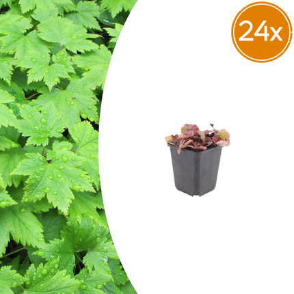 Tiarella cordifolia – 24 Pflanzen – Ø9cm – Höhe 10-25cm – Winterharte Schattenstaude – Weiße Blüten – Bodendecker für Gehölzrand, Beet & Waldgarten