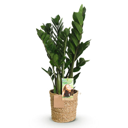 Zamioculcas – 65-75cm – 17cm inkl. Naturkorb – Pflegeleichte ZZ – Pflanze – Robuste Grünpflanze für Wohnzimmer, Büro & Schlafzimmer