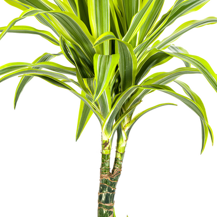 Drachenbaum Dracaena Deremensis Lemon Lime – Zimmerpflanze – Ø21cm – 90-110cm hoch – Schlanke grüne Blätter mit hellgrünem Rand – Pflegeleicht & dekorativ