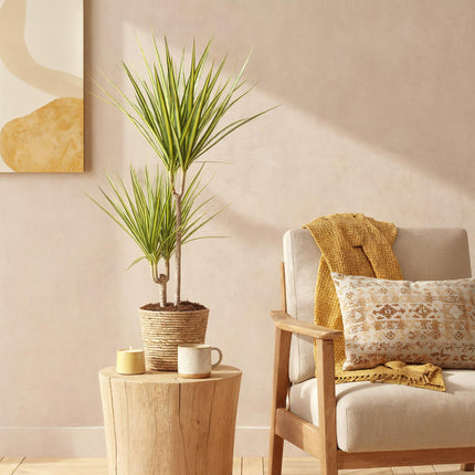 Dracaena Sunray – 70-75cm – 17cm inkl. Naturkorb – Pflegeleichter Drachenbaum – Grün – Gelbes Blattwerk