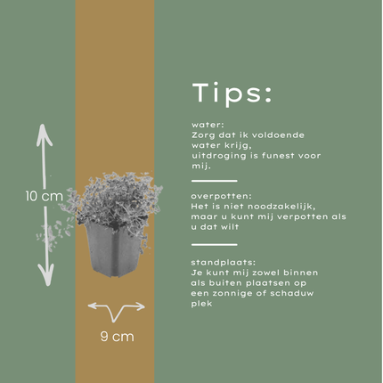 Thymus serpyllum Pflanzenset – 6 kräftige Sand – Thymian Pflanzen Ø9cm – Duftender Bodendecker für sonnige Standorte