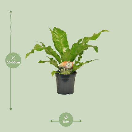 Nestfarn Asplenium Nidus – Ø17cm – Höhe 60cm – Pflegeleichte Zimmerpflanze mit dekorativen Farnwedeln