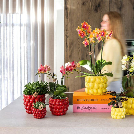 Pflanzenset Rote Phalaenopsis-Orchidee Congo & Sukkulenten – Inklusive keramische Berry Ziertöpfe – Blühende Zimmerpflanzen – Frisch vom Züchter