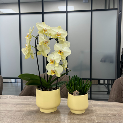 Scandic Blumentopf – Gelb – Ø9cm – Moderner Pflanztopf in Pastellgelb – Dekorativer Übertopf für Zimmerpflanzen, Orchideen & Kräuter