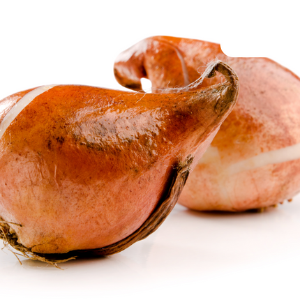 Tulpenzwiebeln Candy Apple Delight – 20 Blumenzwiebeln – Rot-weiße Tulpen – Frühlingstulpen für Garten & Topf – Frisch vom Züchter