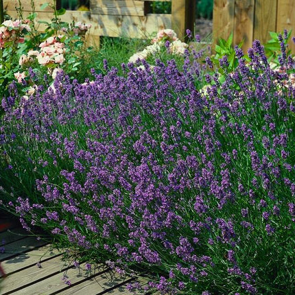 Lavendel Lavandula ang. 'Munstead' – ↕10-25cm – Ø9cm – 60 Pflanzen – Violette Blüten, Bienen- & Schmetterlingsfreundlich, Winterhart