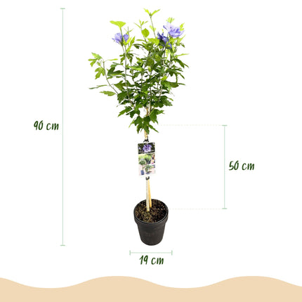 Hibiscus syriacus Blue Chiffon – Pflegeleichte Stamm-Pflanze mit großen blauen Blüten – Laubabwerfend – Ø19 cm – Höhe ca. 90 cm – Ideal für Terrasse & Balkon