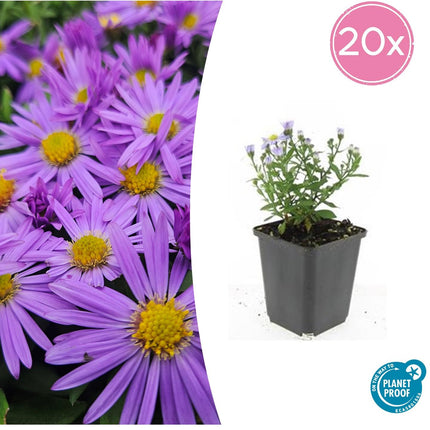 Kissen-Aster Aster (D) 'Prof. Anton Kippenberg' – ↕10-25cm – Ø9cm – 20 Pflanzen – Lila Herbstblüte – Pflegeleicht – Beete & Töpfe