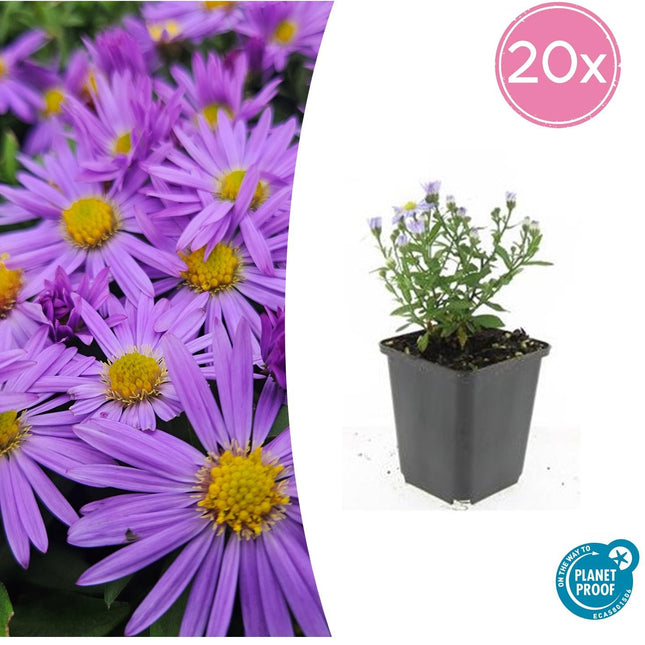 Kissen-Aster Aster (D) 'Prof. Anton Kippenberg' – ↕10-25cm – Ø9cm – 20 Pflanzen – Lila Herbstblüte – Pflegeleicht – Beete & Töpfe