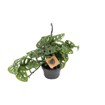Fensterblatt Monstera Monkey Leaf – Zimmerpflanze – Ø14cm – Höhe 30cm – Luftreinigend – Pflegeleicht – Tropischer Indoor – Dschungel