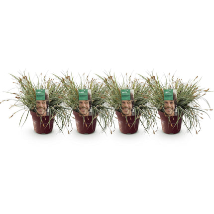 Grünweiße Segge – Carex oshimensis 'Everest' – 4 Pflanzen – Immergrün – Ziergras mit weißem Blattrand – Pflegeleicht – Ø17cm – Höhe ca. 50 cm