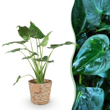 Alocasia Cucullata – Buddha – Hand – 65-70cm – 21cm inkl. Naturkorb – Pflegeleichte exotische Zimmerpflanze – Herzförmige glänzende Blätter