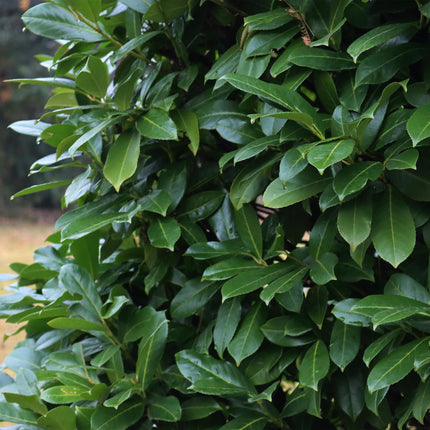 Kirschlorbeer Prunus laurocerasus Caucasica – Immergrün – 8 Pflanzen für 1m Hecke – Schnellwachsende & winterharte Heckenpflanze – Ø9cm Höhe 30–35cm