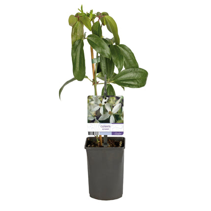 Kletterpflanze – Clematis armandii – Weiße Blüten – Immergrün – Duftend – 11cm – Höhe 40cm – Frühblüher – Pflegeleicht
