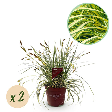 Ziergras Carex oshimensis 'Evergold' – Immergrün – 2 Pflanzen – Ø17 cm – Höhe 50 cm – Gelb-Grün gestreift – Pflegeleicht – Für Sonne & Schatten – Beet, Balkon & Kübel