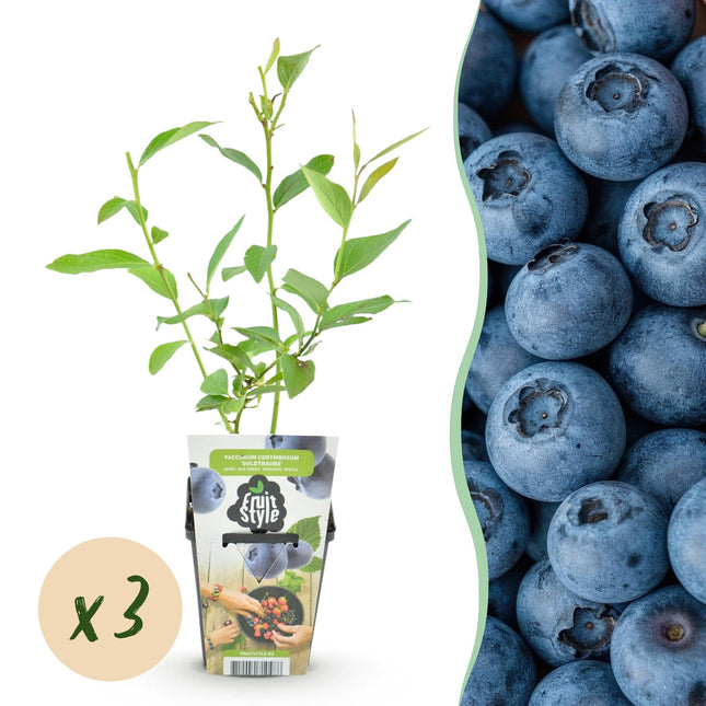 Blaubeere Vaccinium corymbosum Goldtraube winterhart 3 Pflanzen Ø9cm Höhe 30cm – Aromatische Heidelbeere für Garten Balkon & Terrasse