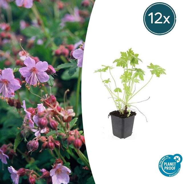 Balkan – Storchschnabel – Geranium macrorrhizum – Ø9cm – 10-25cm – 12 Pflanzen – winterhart, pflegeleichter Bodendecker