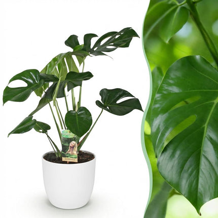 Monstera Deliciosa Fensterblatt – Große Zimmerpflanze im weißen Topf Ø21cm Höhe70-80cm – Pflegeleichte Grünpflanze