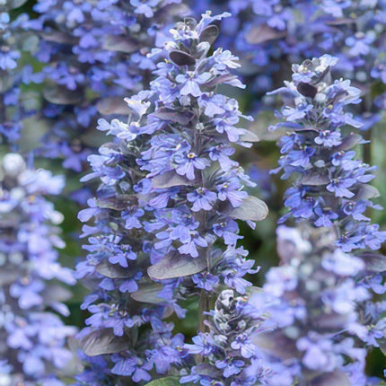 Ajuga reptans – 48 Pflanzen – ↕10-25cm – Ø9cm – Kriechender Günsel – Bodendecker – Halbschatten & Schatten – Pflegeleicht – Bienenfreundlich