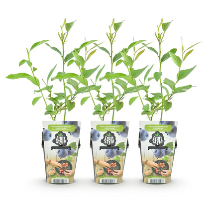 Blaubeere Vaccinium corymbosum Goldtraube winterhart 3 Pflanzen Ø9cm Höhe 30cm – Aromatische Heidelbeere für Garten Balkon & Terrasse