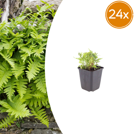 Polypodium vulgare Farn – 24 Pflanzen – Ø9cm – Höhe 10-25cm – Immergrüner Gartenfarn – Winterhart – Für Schattenbeet, Unterpflanzung & Naturgarten