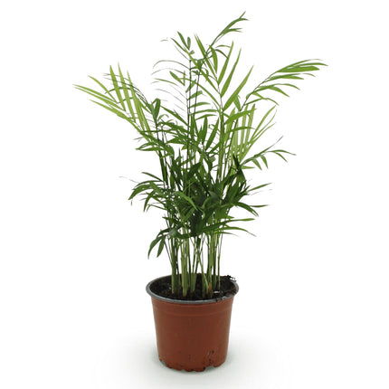 Chamaedorea elegans Goldpalme – Haustierfreundliche Zimmerpflanze 12cm – Höhe ca.15cm – Pflegeleichte Grünpflanze für Wohnzimmer Büro & Schlafzimmer