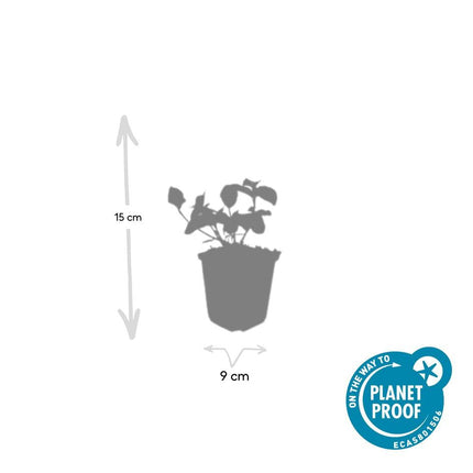 Spindelstrauch – Euonymus fortunei 'Dart's Blanket' – ↕10-25 cm – Ø9 cm – 60 Pflanzen – Zweifarbig & winterhart – Pflegeleichter Bodendecker – Sonne & Schatten