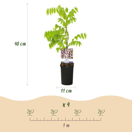 Kletterpflanze Wisteria floribunda Rosea – Rosa Blütentrauben – Frühling – 11cm x H40cm – Pflegeleicht – Für Garten, Pergola & Zaun