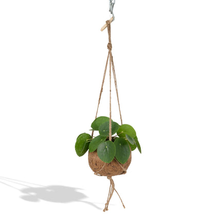 Kokodama Pilea Peperomioides – 20cm – Ø15cm – Nachhaltige Pfannkuchenpflanze im Kokodama – Kokostopf – Chinesische Geldpflanze