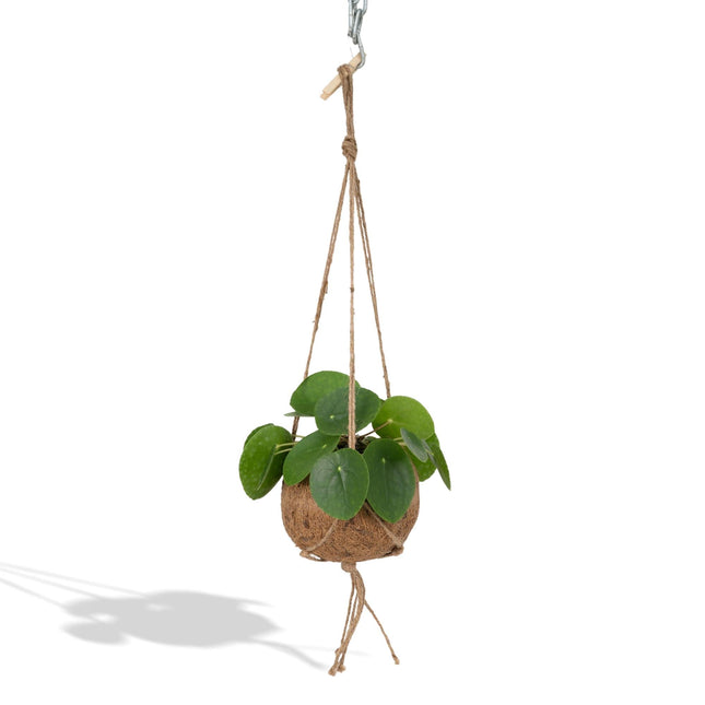Kokodama Pilea Peperomioides – 20cm – Ø15cm – Nachhaltige Pfannkuchenpflanze im Kokodama – Kokostopf – Chinesische Geldpflanze