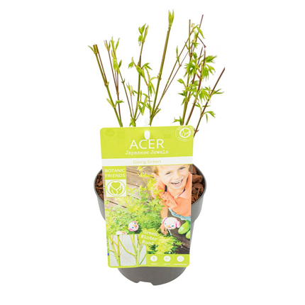 Japanischer Fächerahorn – Acer palmatum 'Going Green' – Ø15 cm – ↕50 cm – Eleganter Gartenbaum mit grünen Blättern & Herbstfärbung – Für Garten & Terrasse