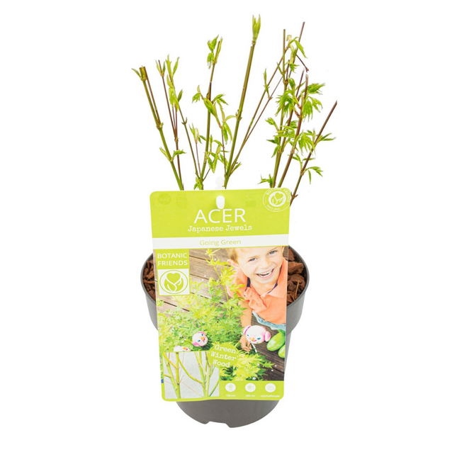 Japanischer Fächerahorn – Acer palmatum 'Going Green' – Ø15 cm – ↕50 cm – Eleganter Gartenbaum mit grünen Blättern & Herbstfärbung – Für Garten & Terrasse