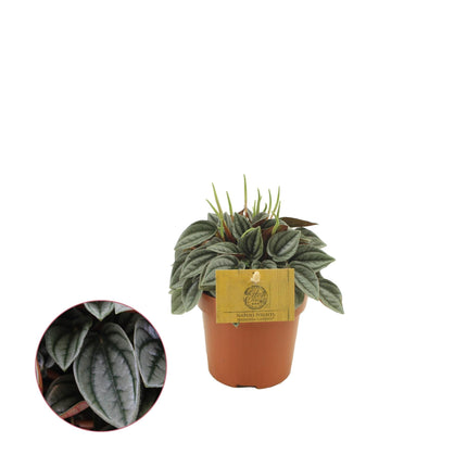 Peperomia Napoli Nights – Zimmerpflanze – Ø10,5cm – ca. 15cm hoch – Pflegeleichte, luftreinigende Sukkulente – Für Wohnung & Büro