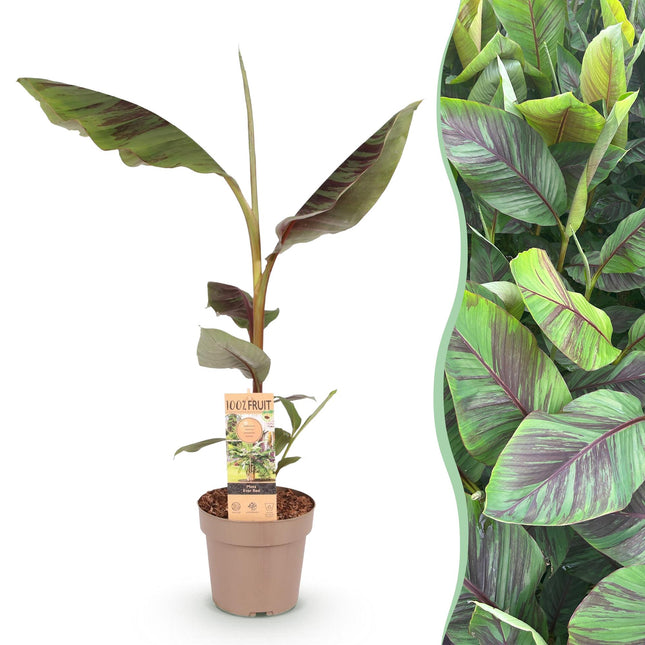 Japanische Faserbanane Musa Ever Red – Obstpflanze – Winterhart – Ø21cm – Höhe ca. 90cm – Rote Stängel & grüne Blätter
