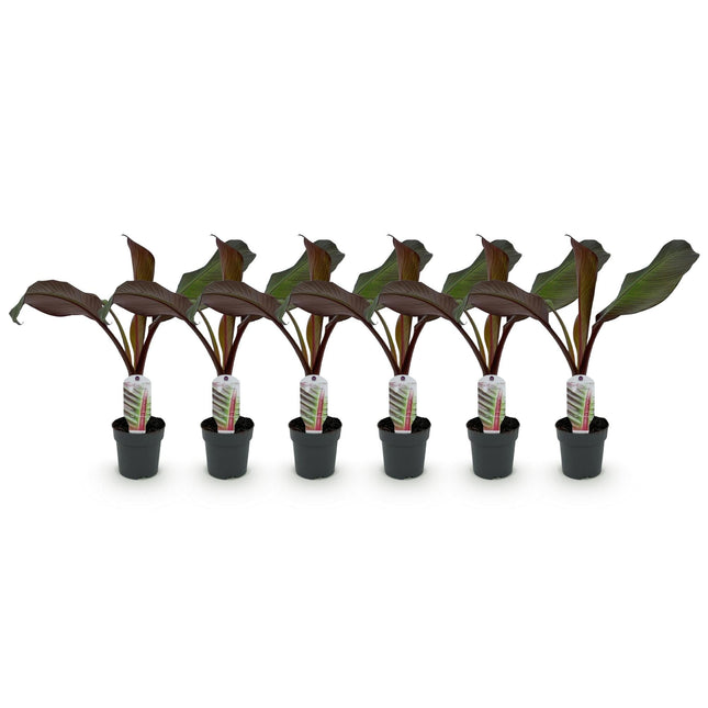 Bananenpflanze Ensete ventricosum Maurelli – 6 Pflanzen – Winterhart – Tropische Gartenbanane – Ø12cm Höhe 30cm – Für Beet & Terrasse